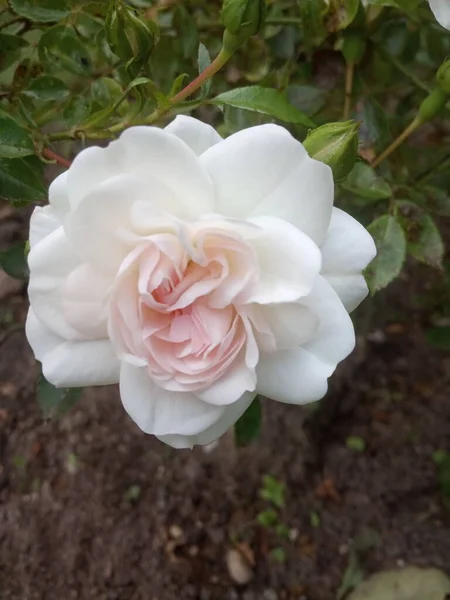Jardín Rosas Blancas Plena Floración — Foto de Stock