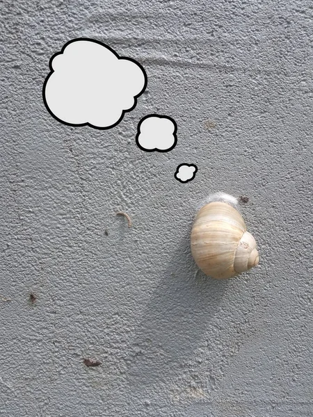 Snail Wall Slowness Prudence Concept — Stock Photo, Image