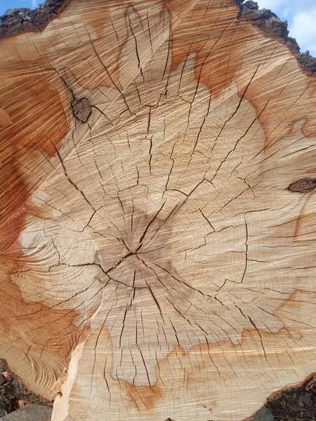 Ствол Дерева Следами Пилы Треснувшим Фоном — стоковое фото