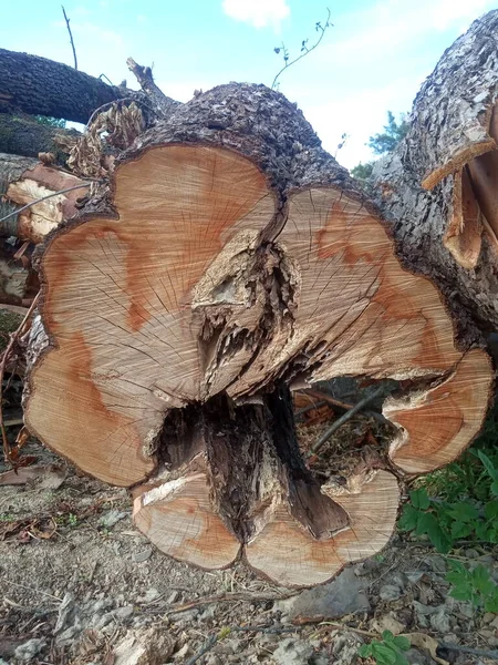 Ствол Дерева Следами Пилы Треснувшим Фоном — стоковое фото