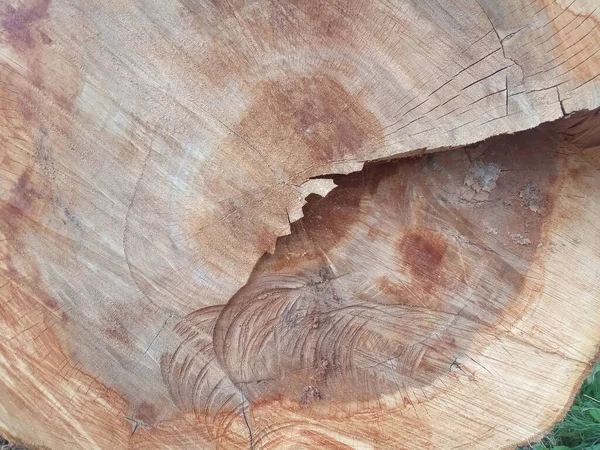 Стовбур Дерева Слідами Пилки Вирізаний Тріснутий Фон — стокове фото