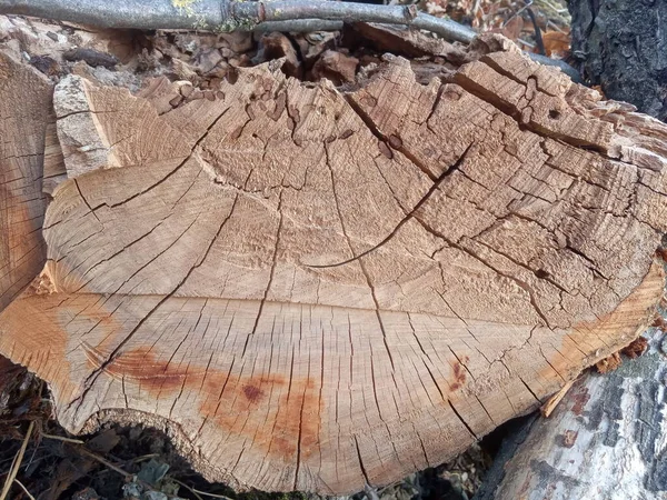 Tronco Árbol Con Rastros Sierra Cortada Fondo Agrietado — Foto de Stock