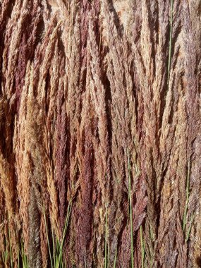 Kurumuş çiçekler, kuru otlar, tahıllar, çayır bitkileri.