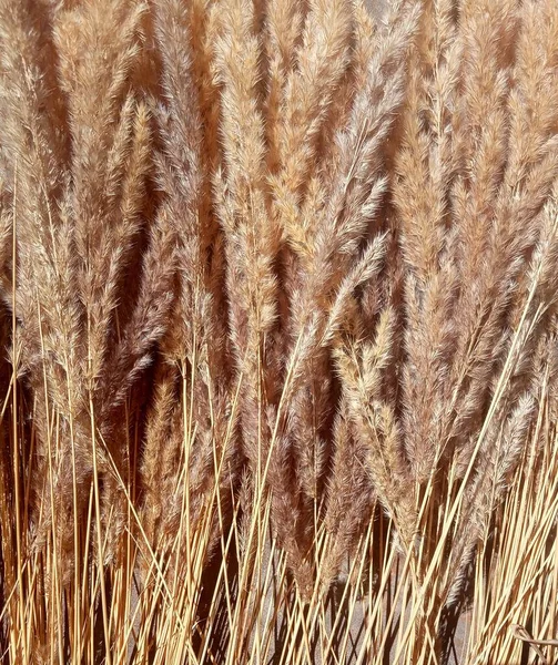 ドライフラワー ドライグラス シリアル 草原の植物の背景 — ストック写真
