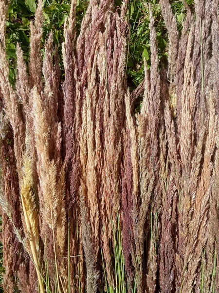 Dried Flowers Dry Grass Cereals Meadow Plants Background — Stock Photo, Image