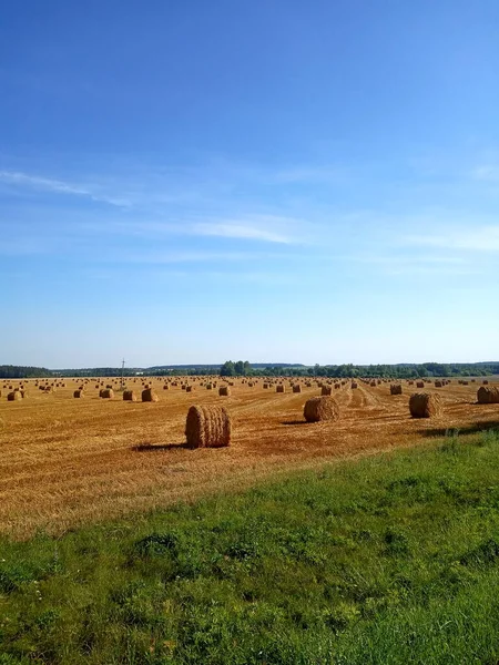 Campo Com Trigo Colhido Pilhas Fardos Palha — Fotografia de Stock