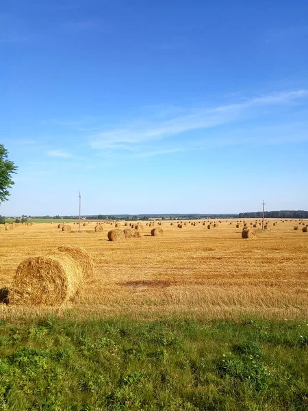 Campo Com Trigo Colhido Pilhas Fardos Palha — Fotografia de Stock