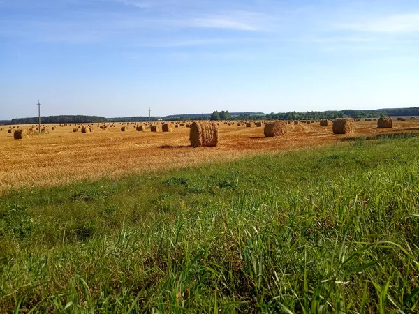 Campo Com Trigo Colhido Pilhas Fardos Palha — Fotografia de Stock