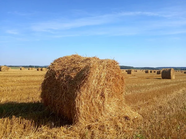 Campo Com Trigo Colhido Pilhas Fardos Palha — Fotografia de Stock