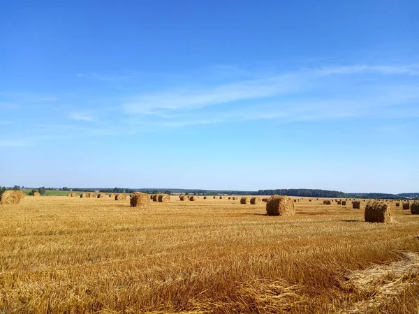 Field Harvested Wheat Stacks Bales Straw — Stock Photo, Image