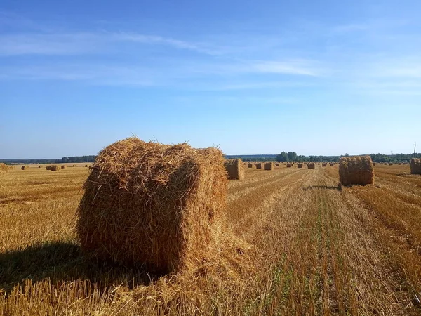 Campo Com Trigo Colhido Pilhas Fardos Palha — Fotografia de Stock