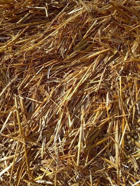 Stlačená Pšenice Žlutá Sláma Pozadí — Stock fotografie