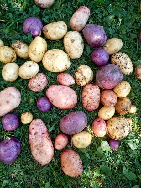 Junge Frisch Gegrabene Kartoffeln Verschiedener Sorten — Stockfoto