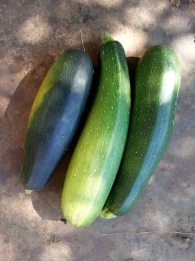 Olgun kabak hasadı, sebze hasadı.