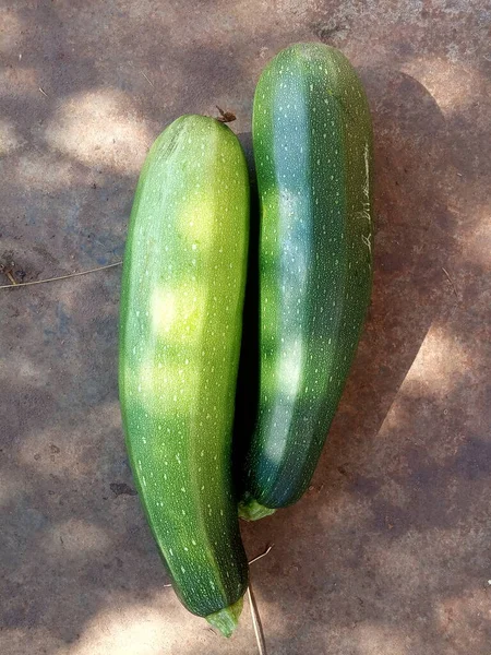 Cosecha Calabacín Maduro Verde Cosecha Verduras —  Fotos de Stock