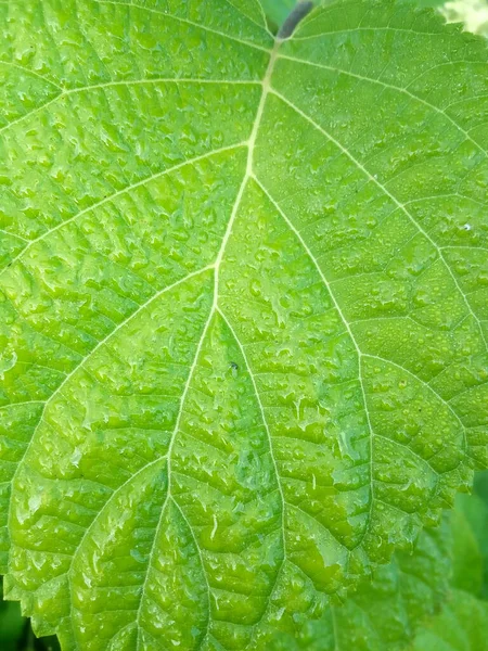 Feuille Avec Gouttes Pluie — Photo