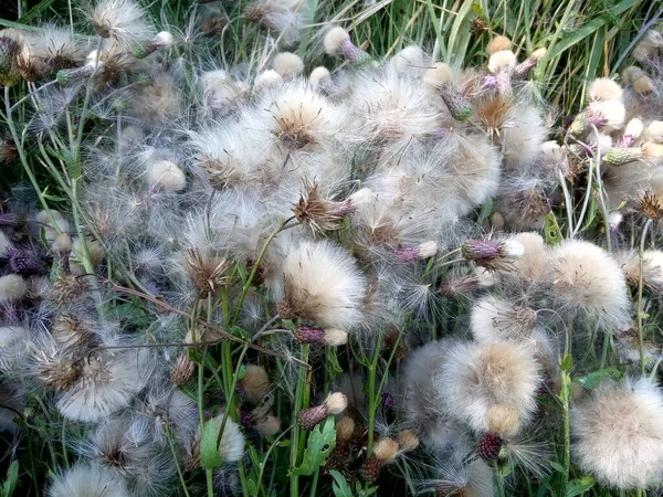 Belles Délicates Herbes Fleurs Sauvages Fond Plante — Photo