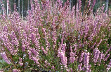 Orman fundalığı, leylak çiçekleri çalılığı, narin ve güzel cilt bakımı