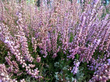Orman fundalığı, leylak çiçekleri çalılığı, narin ve güzel cilt bakımı