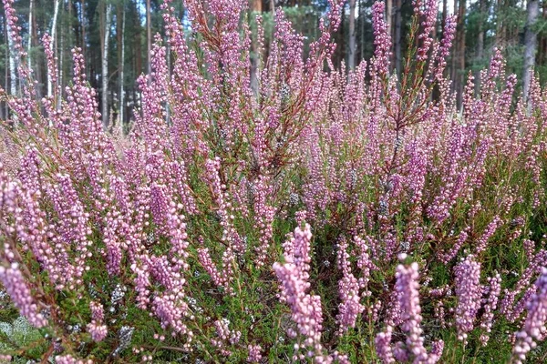 Forest Heather Bush Lilac Flowers Delicate Beautiful Inflorescences — Stock Photo, Image