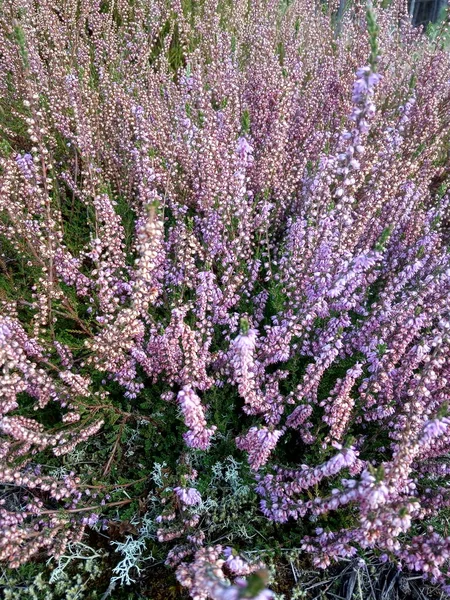 Bos Heide Struik Van Lila Bloemen Delicate Mooie Bloeiwijzen — Stockfoto