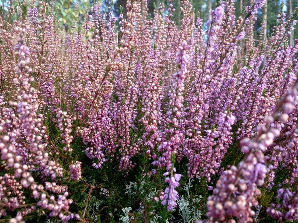 Forest Heather Bush Lilac Flowers Delicate Beautiful Inflorescences — Stock Photo, Image