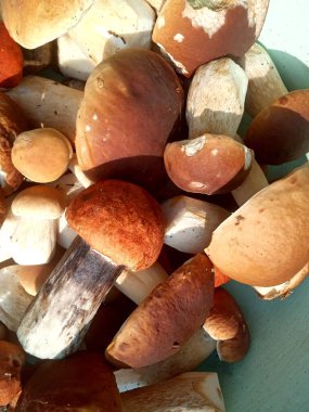 Genç ve güçlü porcini mantarları serpiştirmek.