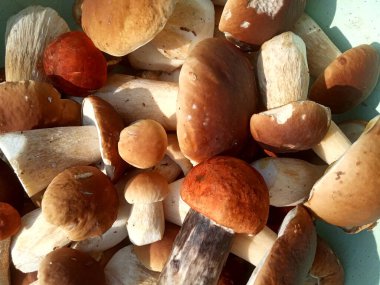 Genç ve güçlü porcini mantarları serpiştirmek.