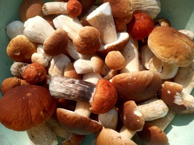 Genç ve güçlü porcini mantarları serpiştirmek.