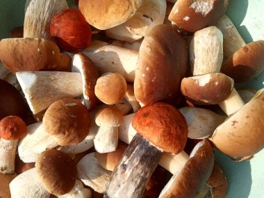 Genç ve güçlü porcini mantarları serpiştirmek.