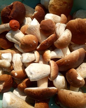 Genç ve güçlü porcini mantarları serpiştirmek.