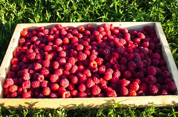 Fresh raspberries in a wooden box on a background of green grass. Ripe berries in wooden box. — Stock Photo, Image