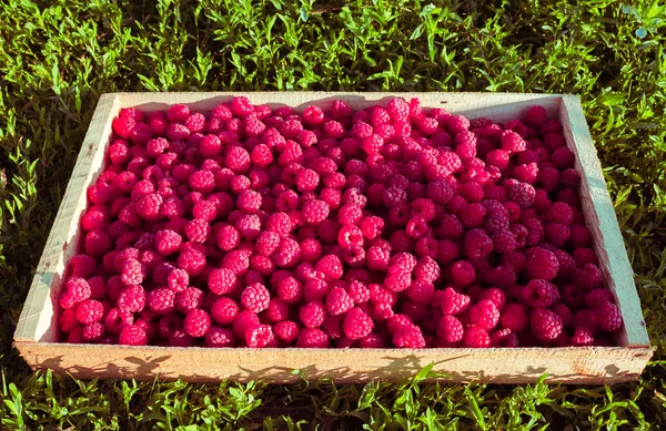 Fresh raspberries in a wooden box on a background of green grass. Ripe berries in wooden box. — Stock Photo, Image