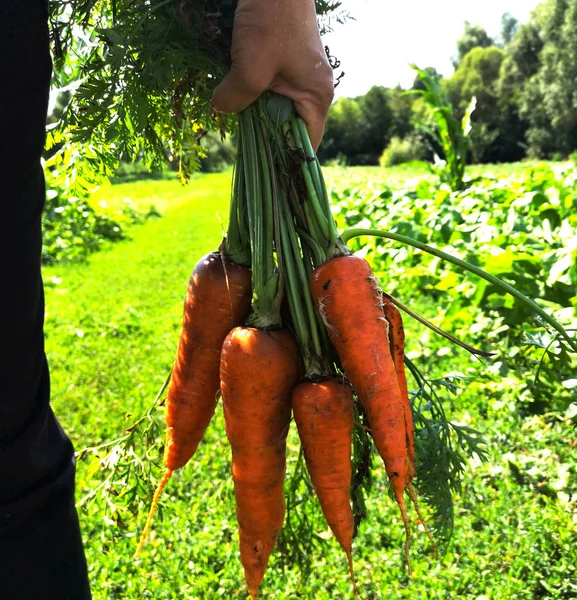 A hand holding a bunch of carrots straight from the garden patch. Fresh organic carrots picked from garden in hands. Harvest. Agriculture.