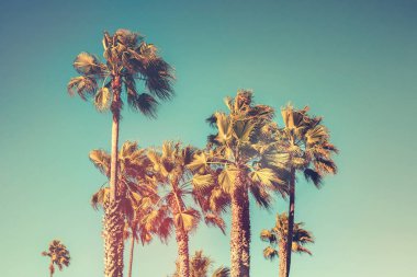Palmiye ağaçları ile retro vintage renk efekti