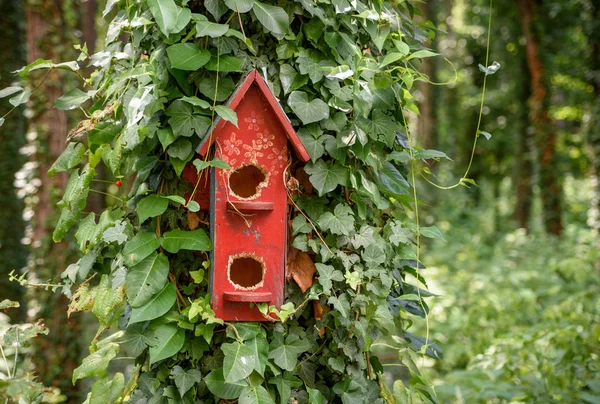 Casa Uccelli Rossi Albero Nella Foresta — Foto Stock