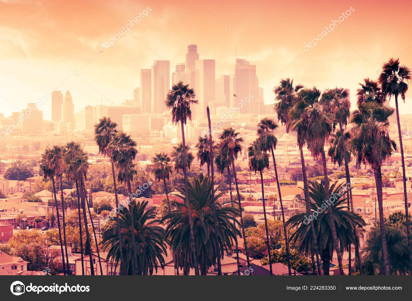 Beautiful Sunset Palm Trees Los Angeles California Stock Photo Image By C Chones 224283350