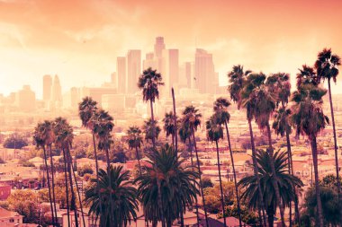 Palmiye ağaçları, Los Angeles, California ile güzel gün batımı. 
