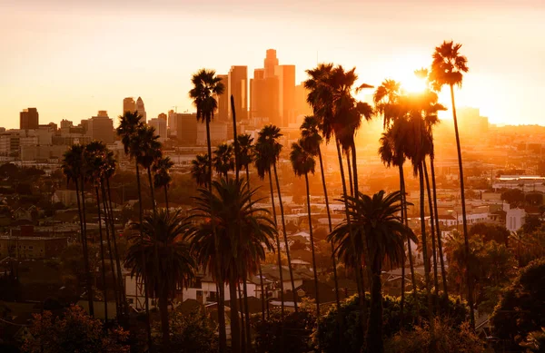 Indah matahari terbenam melalui pohon-pohon palem, Los Angeles, California — Stok Foto