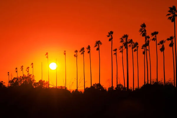 Palm trees against beautiful sunset in Los Angeles, California — Stock Photo, Image