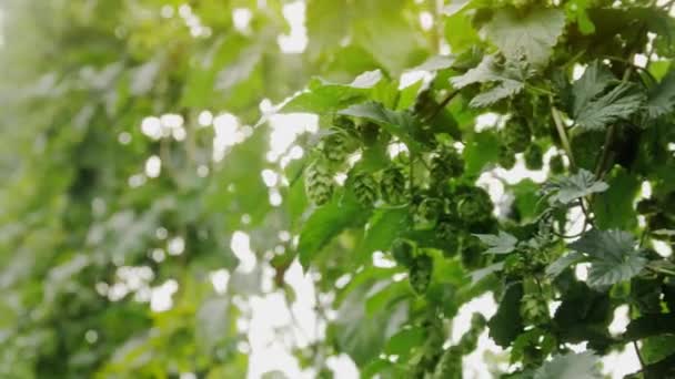 Cônes Houblon Frais Verts Pour Fabrication Bière République Tchèque Plantation — Video