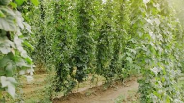 Hop Plantation for Beer Prodüksiyon. Çek Cumhuriyeti 'nde bira yapmak için yeşil taze hop konileri.