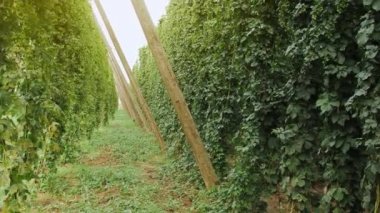 Çek Cumhuriyeti 'nde bira yapmak için taze yeşil kozalaklar. Bira Üretimi için Hop Çiftliği.