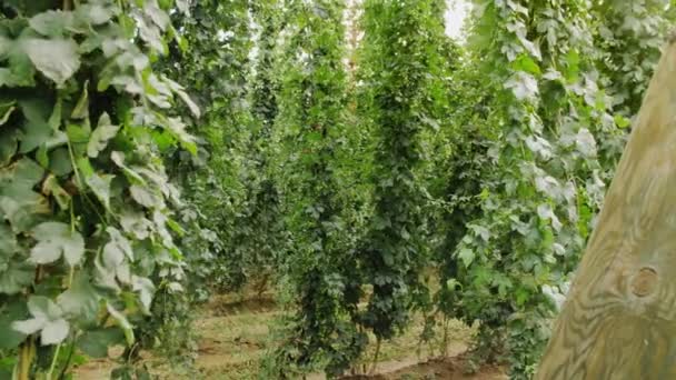 Hop Plantation Beer Production Green Cones Lúpulo Fresco Para Fazer — Vídeo de Stock