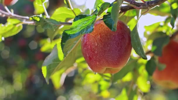 红色美味的苹果和水滴 挂在苹果园树枝上的美味苹果 — 图库视频影像