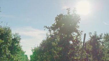  Kırmızı elma bahçesi. Meyve Bahçesinde Olgun Elmalar. Kırmızı elma ağaçları nın sıraları.