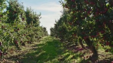  Kırmızı elma bahçesi. Meyve Bahçesinde Olgun Elmalar. Kırmızı elma ağaçları nın sıraları.