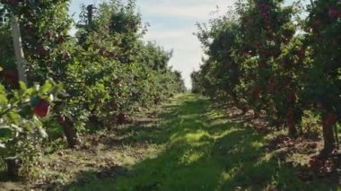  Kırmızı elma bahçesi. Meyve Bahçesinde Olgun Elmalar. Kırmızı elma ağaçları nın sıraları.