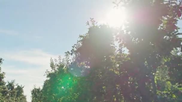 Verger Pommes Rouges Pommes Mûres Dans Verger Rangées Pommiers Rouges — Video