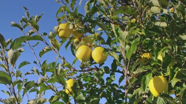 Gula Äpplen Trädgren Äppelträdgård — Stockvideo